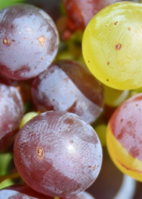 Roter Riesling Mutation ANT 6013